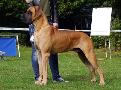 Ch Titan vom Hause Rawert