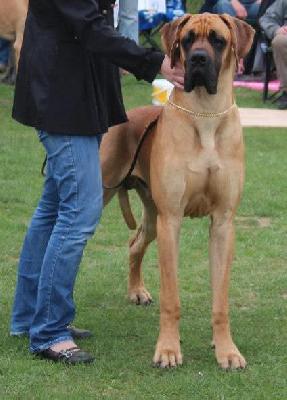 Ch Titan vom Hause Rawert