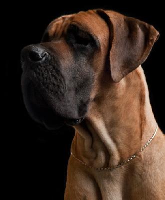 Ch Titan vom Hause Rawert