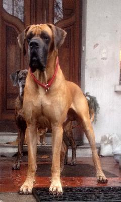 Ch Titan vom Hause Rawert