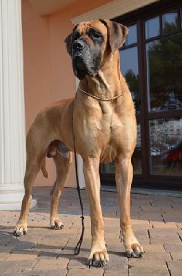 Ch Titan vom Hause Rawert