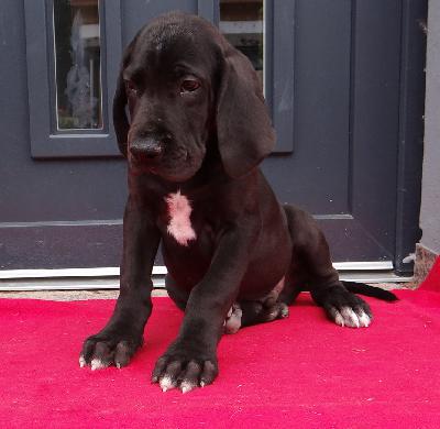 Johann Von Schlesien