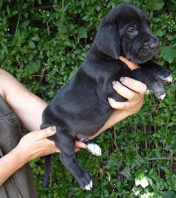 Johannes Von Schlesien