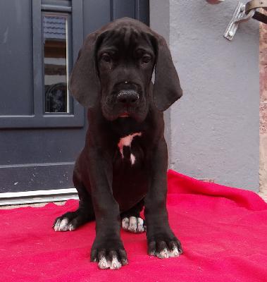 Johannes Von Schlesien