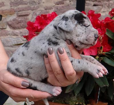 Jupiter Von Schlesien