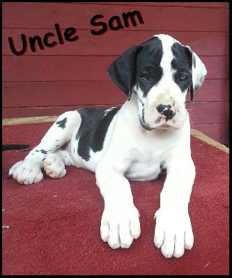 Uncle Sam Von Blue Ground