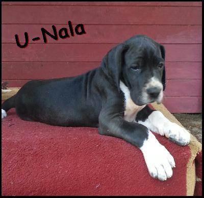 U-Nala Von Blue Ground