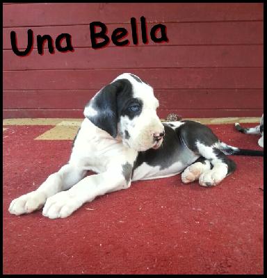 Una Bella Von Blue Ground