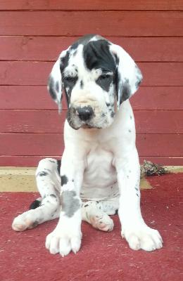 United Von Blue Ground