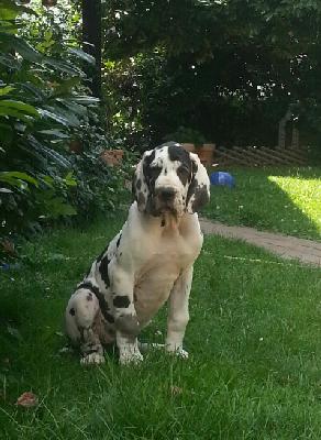 United Von Blue Ground