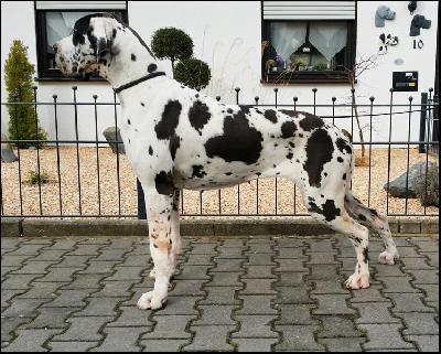 United Von Blue Ground