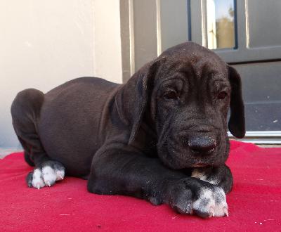 Klemens Von Schlesien