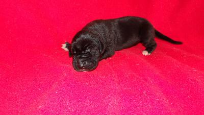 Ch Karl der Schwarze Von Schlesien