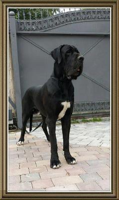 Ch Karl der Schwarze Von Schlesien