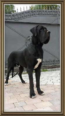 Ch Karl der Schwarze Von Schlesien