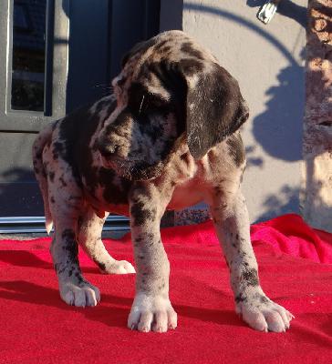 Karl-Gustav Von Schlesien