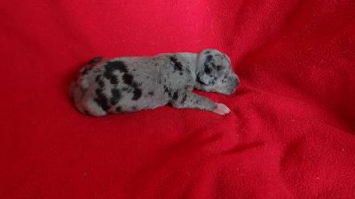 Kunibert Von Schlesien