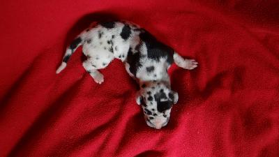 Kunibert Von Schlesien