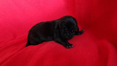 Kunigunde Von Schlesien