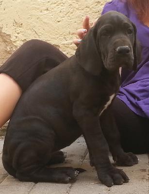 Kunigunde Von Schlesien