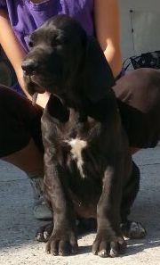 Kunigunde Von Schlesien