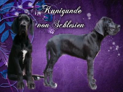 Kunigunde Von Schlesien