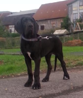 Kunigunde Von Schlesien