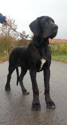 Kunigunde Von Schlesien