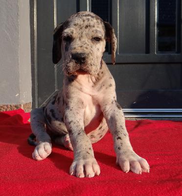 Karoline Von Schlesien