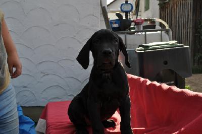 Branda Vom K�terberg