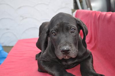 Brunhild Vom K�terberg