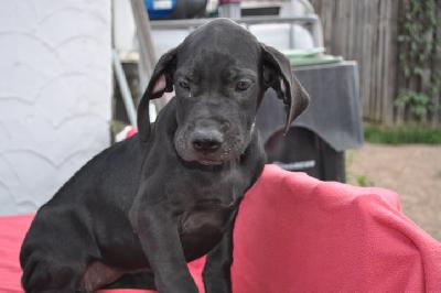 Burgunde Vom K�terberg