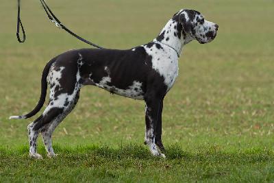 Ch Sissi vom Hause Rawert