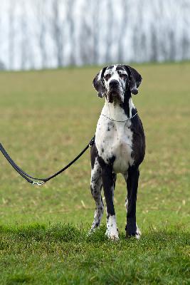 Ch Sissi vom Hause Rawert