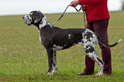 Ch Sissi vom Hause Rawert