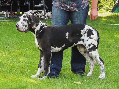 Ch Sissi vom Hause Rawert