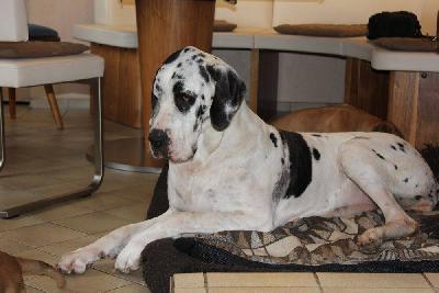 Ideal vom Hause Rawert