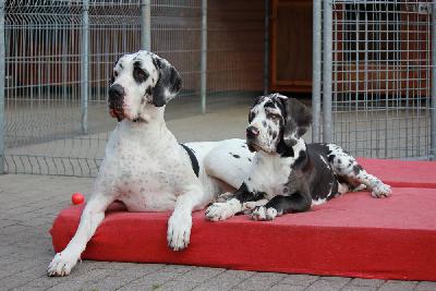 Ideal vom Hause Rawert