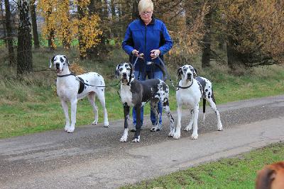 Ideal vom Hause Rawert