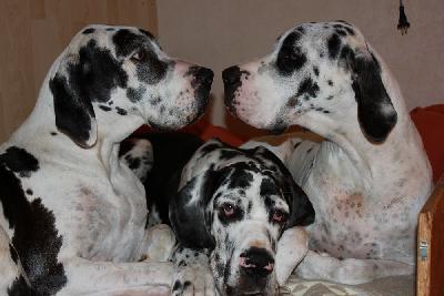 Ideal vom Hause Rawert