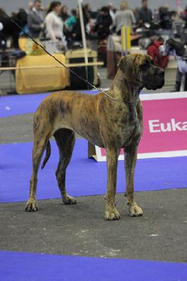 Ch Ursel vom Hause Rawert