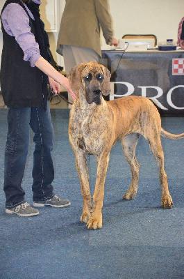 Ch Ursel vom Hause Rawert