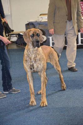 Ch Ursel vom Hause Rawert