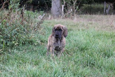 Ch Ursel vom Hause Rawert