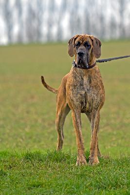 Ch Ursel vom Hause Rawert