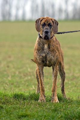 Ch Ursel vom Hause Rawert