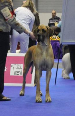 Ch Teefje vom Hause Rawert