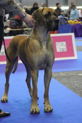 Ch Teefje vom Hause Rawert