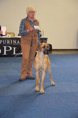 Ch Teefje vom Hause Rawert