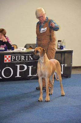 Ch Teefje vom Hause Rawert